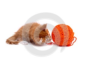 Kitten playing with ball of wool