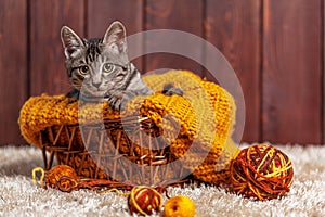 Kitten playing with a ball of wool