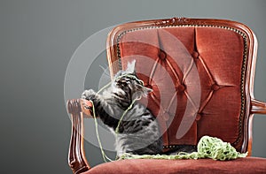 Kitten playing with a ball of wool