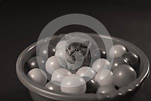 Kitten playing balls