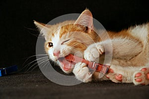 Kitten playing with Clothespin