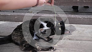 Kitten playing with feather wand - small British kitten gray white color chews cat toy looking at the camera close-up