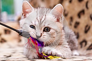 Kitten playing with feather wand, small British kitten gray white color chews cat toy