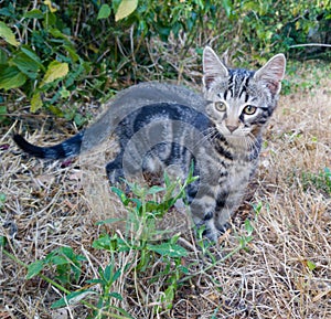 Kitten playing in the garden