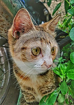 Kitten playing on the garden, kitten play on bike side, kitten between grass, cat in the garden