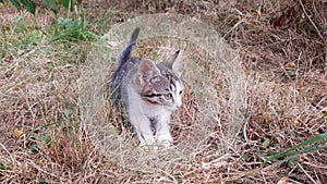 Kitten playing in garden
