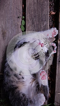 Kitten playing in garden