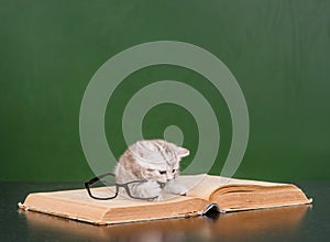 Kitten playing with glasses on a book