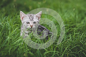 Kitten playing on green grass