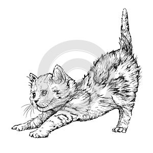 Kitten playing. Hand drawn illustration.