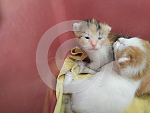 the kitten is playing with its cute striped sibling