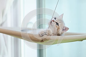 Kitten playing mischievously in the hammock