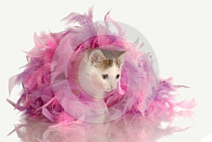 Kitten playing in pink feathers