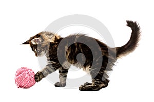 Kitten playing with pink wool ball
