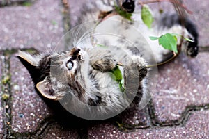 Kitten playing with a plant, kitten with leaves, kitten playing in the street