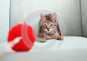 Kitten playing with a pon-pon toy