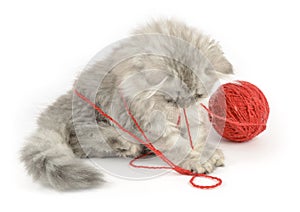 Kitten playing with red clew