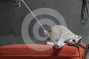 Kitten playing on scratched orange fabric sofa