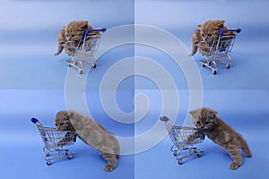 Kitten playing with a shopping cart, multicam, screen split in four parts