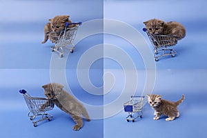 Kitten playing with a shopping cart, multicam, screen split in four parts