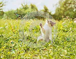 Kitten playing with soap bubbles