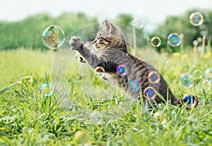 Kitten playing with soap bubbles