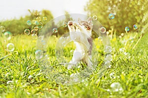 Kitten playing with soap bubbles at sunny day