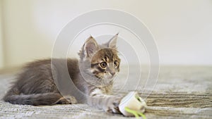 Kitten playing with a soft toy