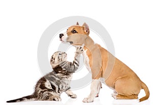 Kitten playing with stafford puppy. isolated on white background