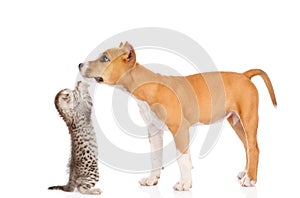Kitten playing with stafford puppy. isolated on white background