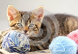 Kitten playing with tangles of yarn close up.