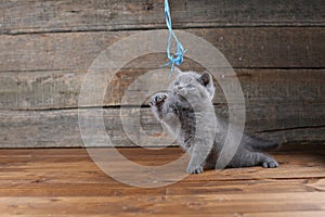 Kitten playing with a thread on wooden background, isolated