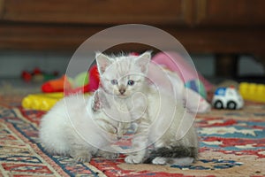 2 kitten playing together