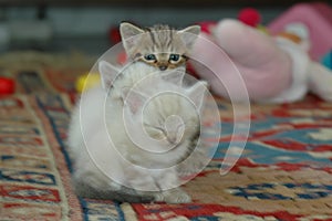 2 kitten playing together