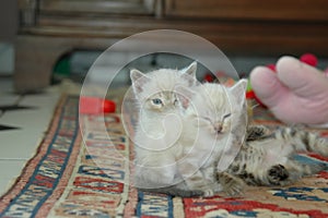 2 kitten playing together