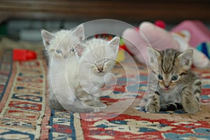 2 kitten playing together