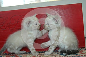 2 kitten playing together