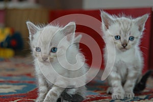 2 kitten playing together