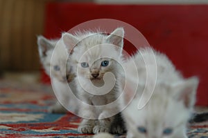 2 kitten playing together