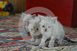 2 kitten playing together
