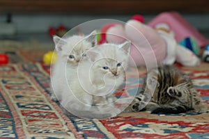 2 kitten playing together