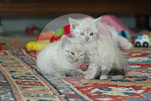 2 kitten playing together