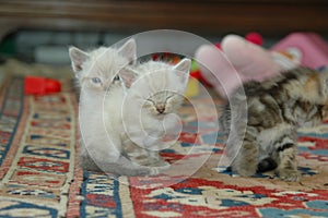 2 kitten playing together