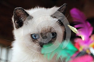 Small kitten is playing with a toy with colorful feathers