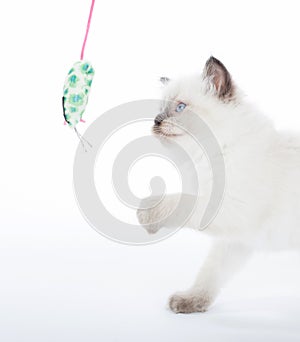 Kitten playing with toy mouse