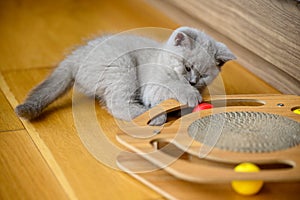 Kitten playing with toys on wooden floor in house room, lilac British Shorthair cat Play naughty with new wooden toys