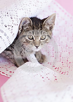 Kitten playing in white lace, pink background.