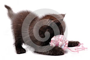 Kitten playing with a wool ball
