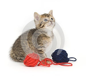 Kitten playing with yarn