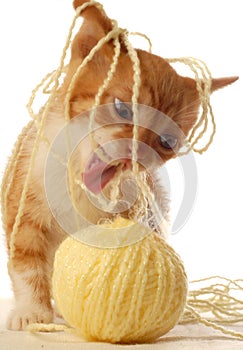 Kitten playing with yarn